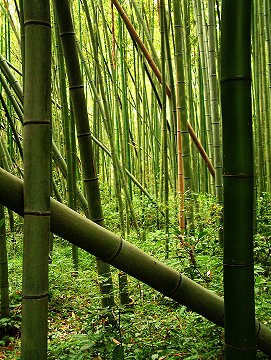 Arashiyama bamboo forest