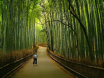 Bamboo forest