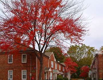 Fall color at Holden Green