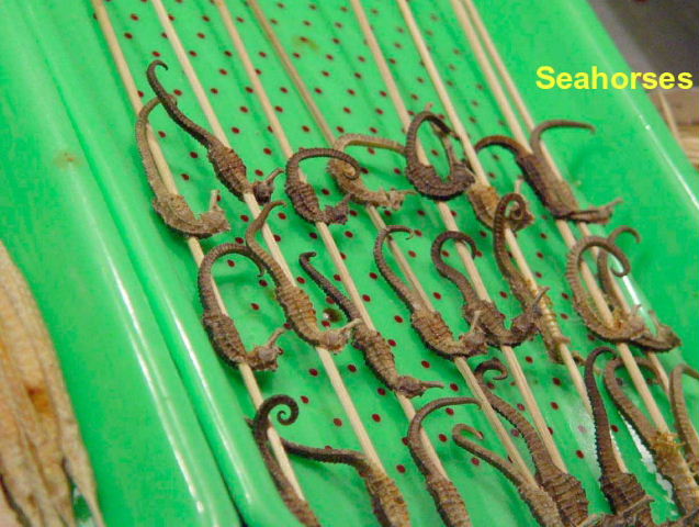 Seahorses