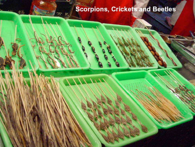 Scorpions, crickets and beetles