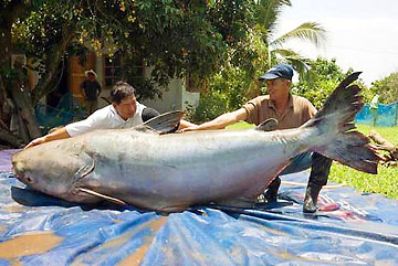 Catfish