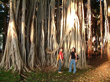 banyan