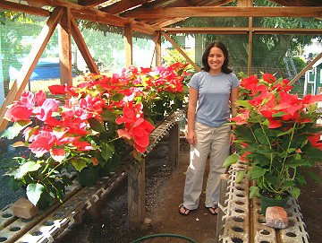 poinsettias